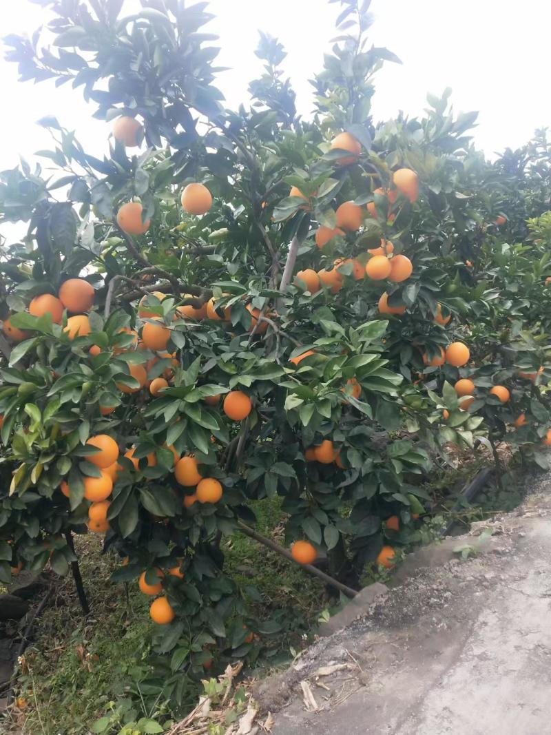 凉山雷波县雷波脐橙，对接精品采购商家，可批发采购，欢迎咨