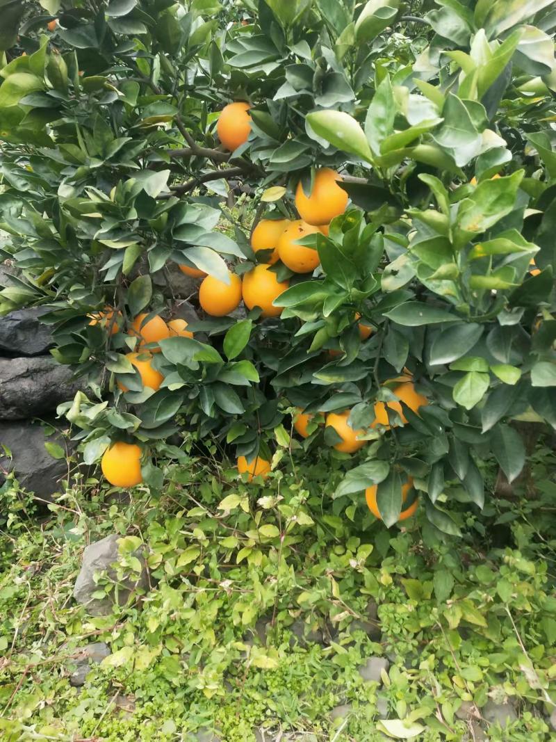 凉山雷波县雷波脐橙，对接精品采购商家，可批发采购，欢迎咨