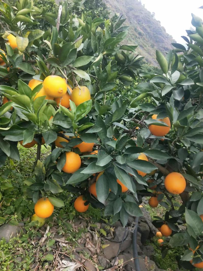 凉山雷波县雷波脐橙，对接精品采购商家，可批发采购，欢迎咨