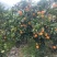 凉山雷波县雷波脐橙，对接精品采购商家，可批发采购，欢迎咨