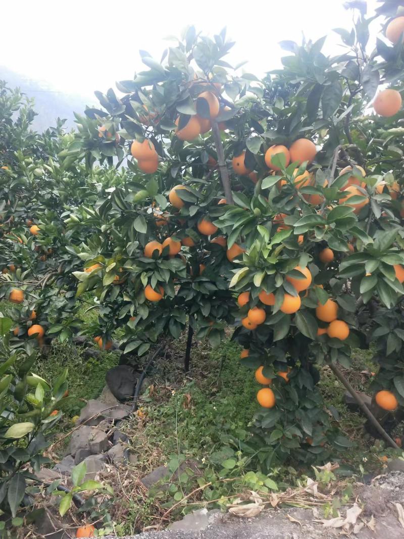 凉山雷波县雷波脐橙，对接精品采购商家，可批发采购，欢迎咨