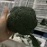 精品西兰花，耐寒优秀西兰，花朵匀称，色泽幽暗美丽，大量上