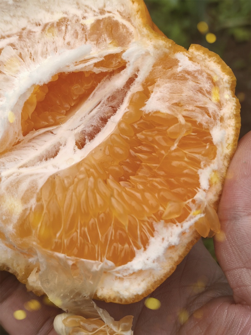 春见耙耙柑柑