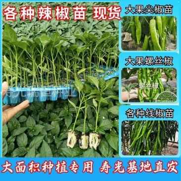 辣椒苗尖椒苗线椒苗太空椒苗螺丝椒苗菜椒苗方椒苗陇椒苗