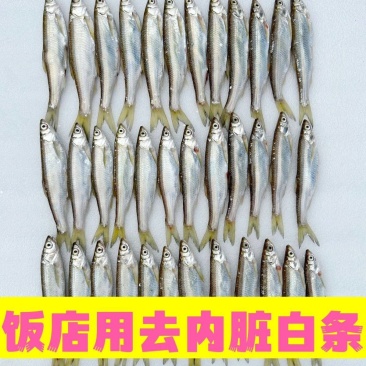 去内脏白条鱼大小都有质量稳定白条鱼翘嘴鱼不包邮需要算运费