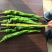 辣椒苗尖椒苗线椒苗太空椒苗螺丝椒苗菜椒苗方椒苗陇椒苗