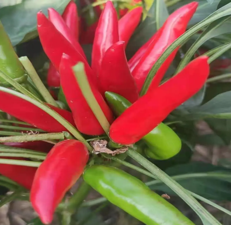 辣椒苗尖椒苗线椒苗太空椒苗螺丝椒苗菜椒苗方椒苗陇椒苗