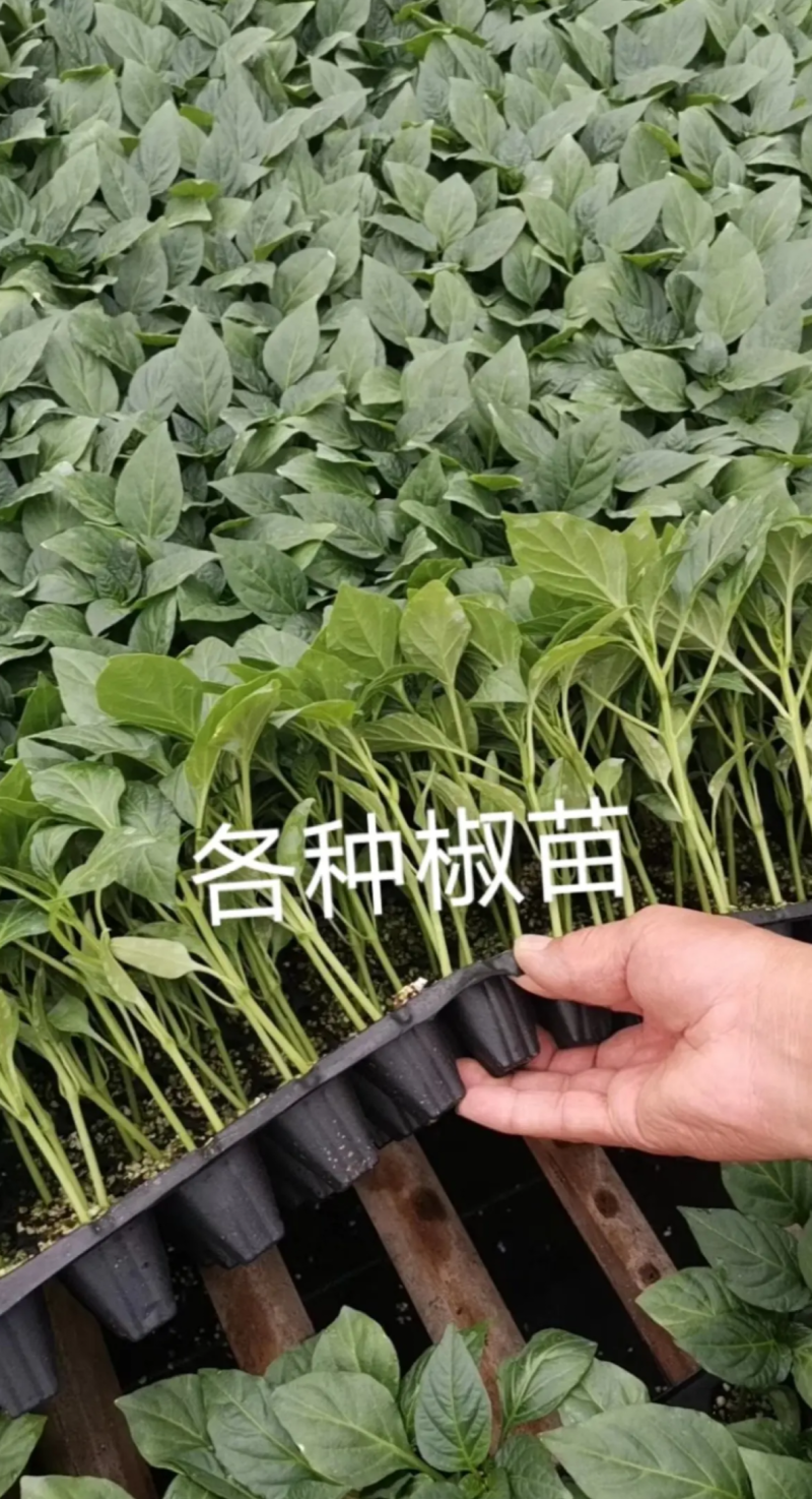 辣椒苗尖椒苗线椒苗太空椒苗螺丝椒苗菜椒苗方椒苗陇椒苗
