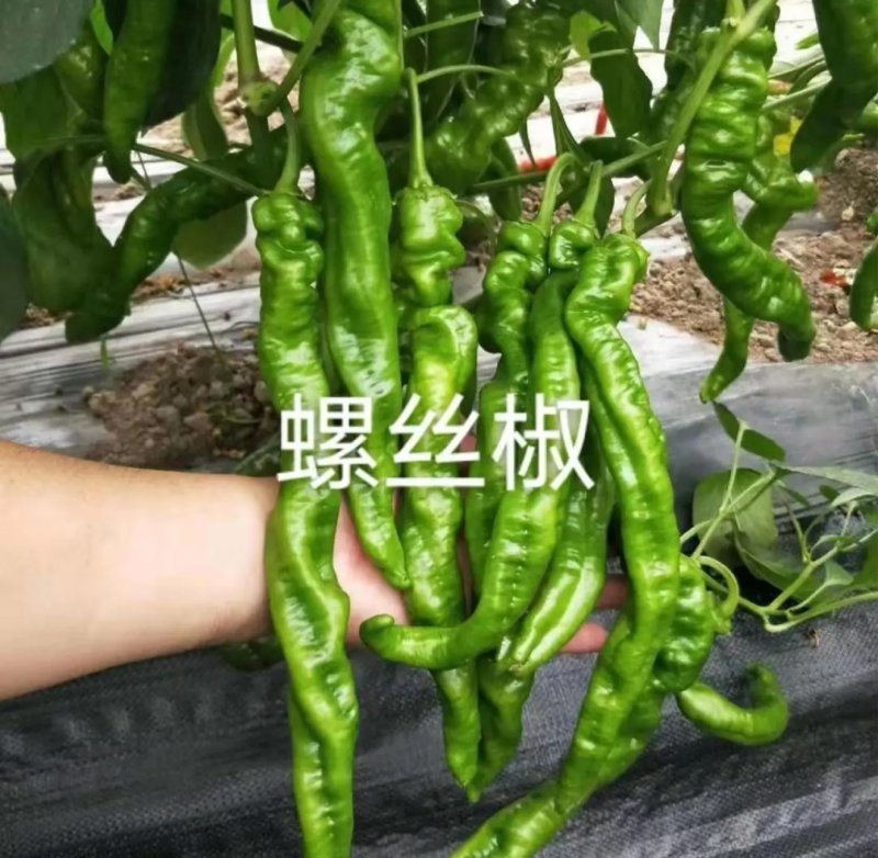 辣椒苗尖椒苗线椒苗太空椒苗螺丝椒苗菜椒苗方椒苗陇椒苗