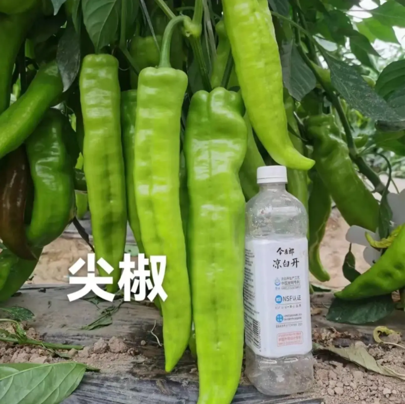 辣椒苗尖椒苗线椒苗太空椒苗螺丝椒苗菜椒苗方椒苗陇椒苗