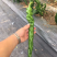 辣椒苗尖椒苗线椒苗太空椒苗螺丝椒苗菜椒苗方椒苗陇椒苗