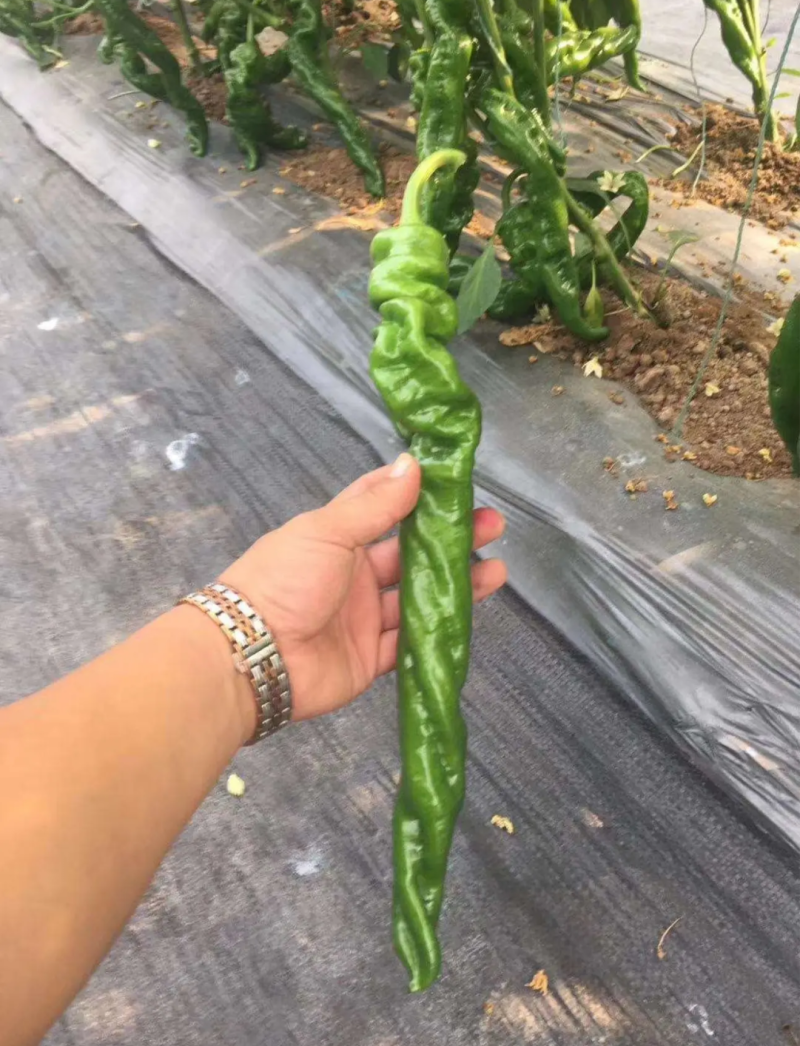 辣椒苗尖椒苗线椒苗太空椒苗螺丝椒苗菜椒苗方椒苗陇椒苗