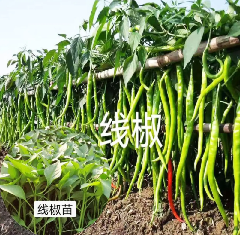 辣椒苗尖椒苗线椒苗太空椒苗螺丝椒苗菜椒苗方椒苗陇椒苗