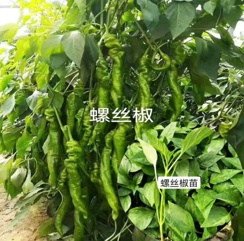 辣椒苗尖椒苗线椒苗太空椒苗螺丝椒苗菜椒苗方椒苗陇椒苗