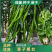 辣椒苗尖椒苗线椒苗太空椒苗螺丝椒苗菜椒苗方椒苗陇椒苗