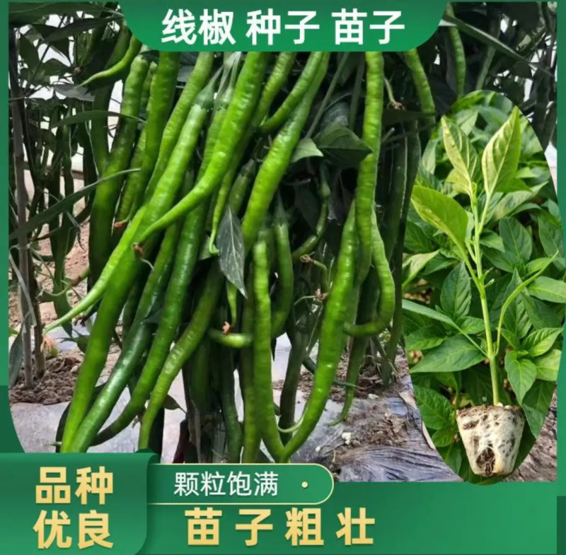 辣椒苗尖椒苗线椒苗太空椒苗螺丝椒苗菜椒苗方椒苗陇椒苗