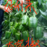 辣椒苗尖椒苗线椒苗太空椒苗螺丝椒苗菜椒苗方椒苗陇椒苗