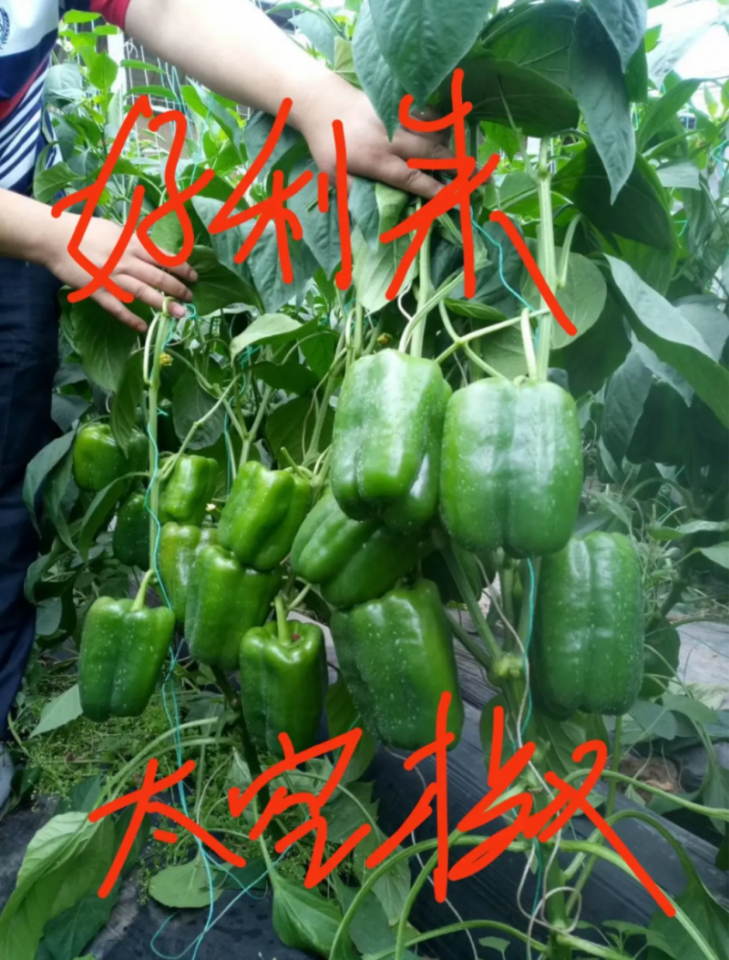 辣椒苗尖椒苗线椒苗太空椒苗螺丝椒苗菜椒苗方椒苗陇椒苗