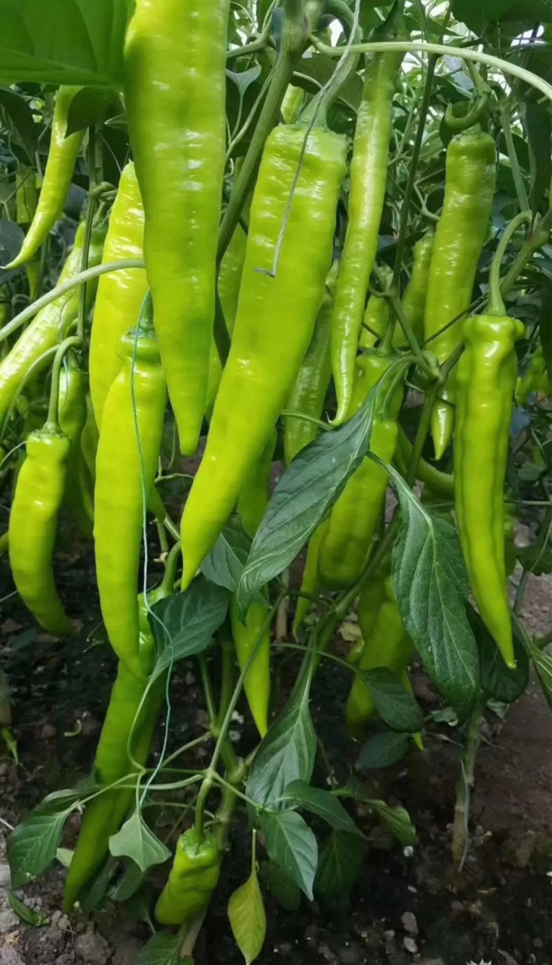 辣椒苗尖椒苗线椒苗太空椒苗螺丝椒苗菜椒苗方椒苗陇椒苗
