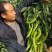 辣椒苗尖椒苗线椒苗太空椒苗螺丝椒苗菜椒苗方椒苗陇椒苗