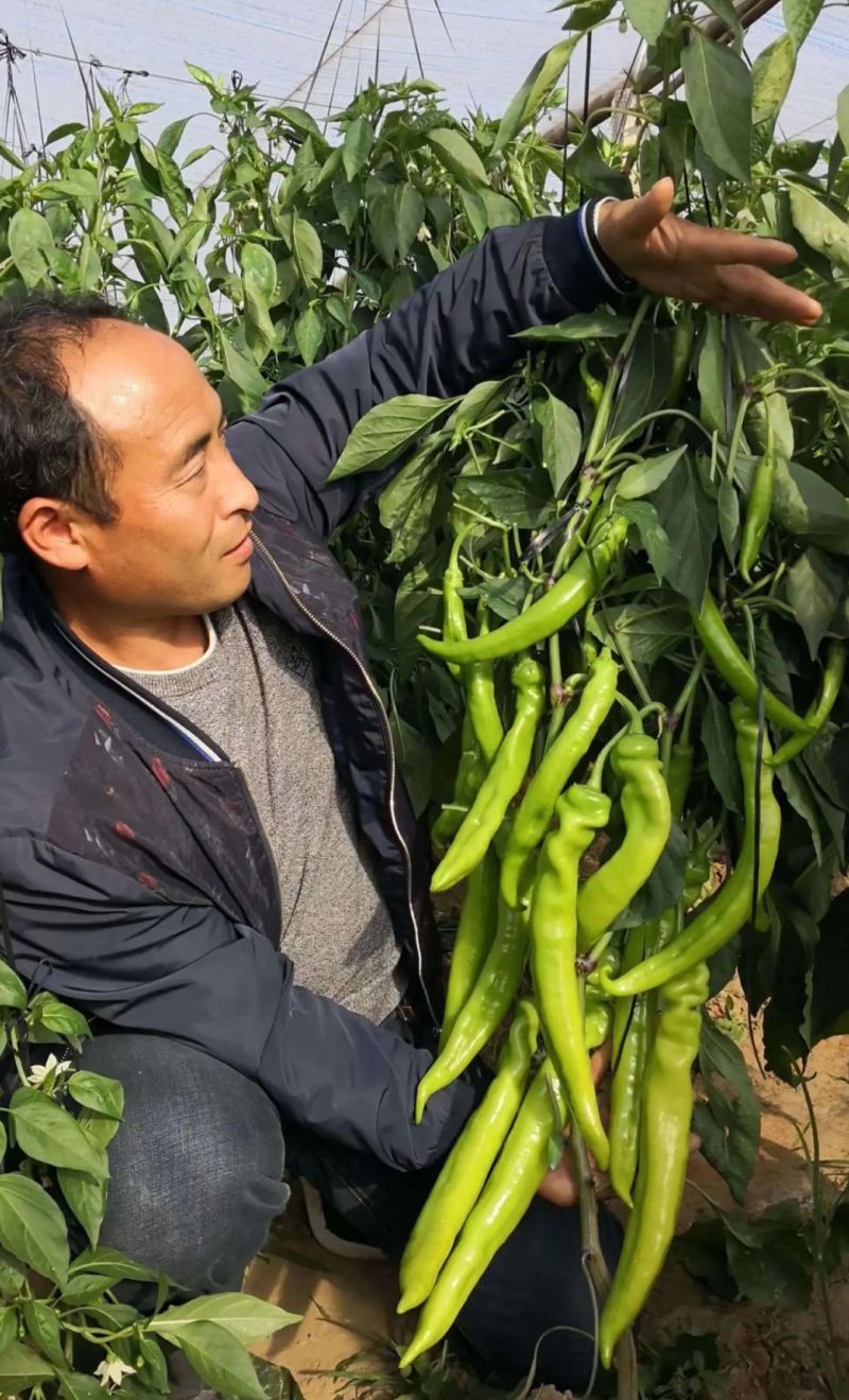 辣椒苗尖椒苗线椒苗太空椒苗螺丝椒苗菜椒苗方椒苗陇椒苗