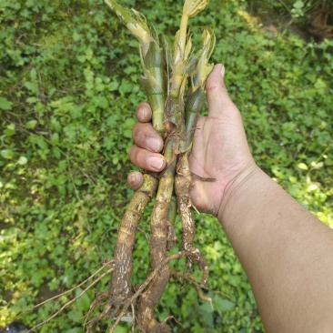 通草苗四川正宗大通草苗高杆青皮，现挖现发