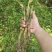 通草苗四川正宗大通草苗高杆青皮，现挖现发