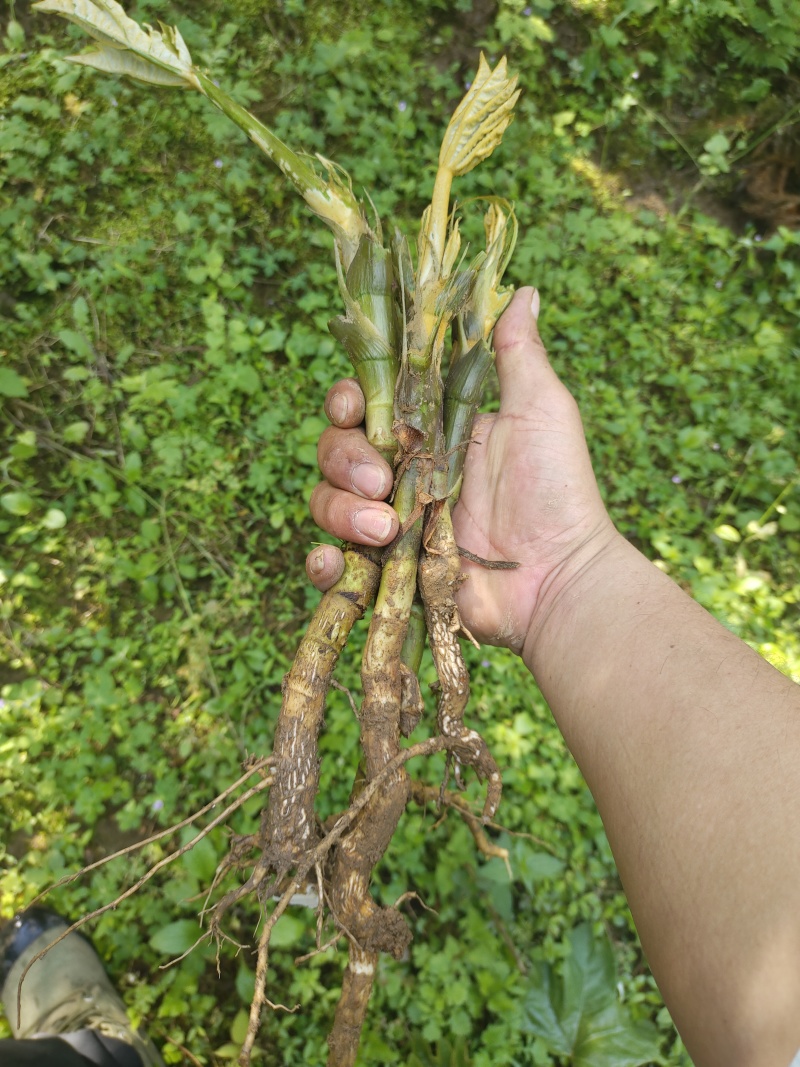 通草苗四川正宗大通草苗高杆青皮，现挖现发