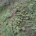 通草苗四川正宗大通草苗高杆青皮，现挖现发