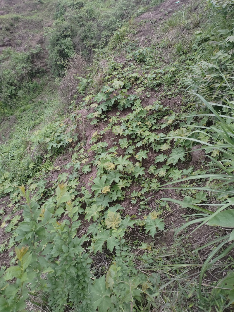 通草苗四川正宗大通草苗高杆青皮，现挖现发
