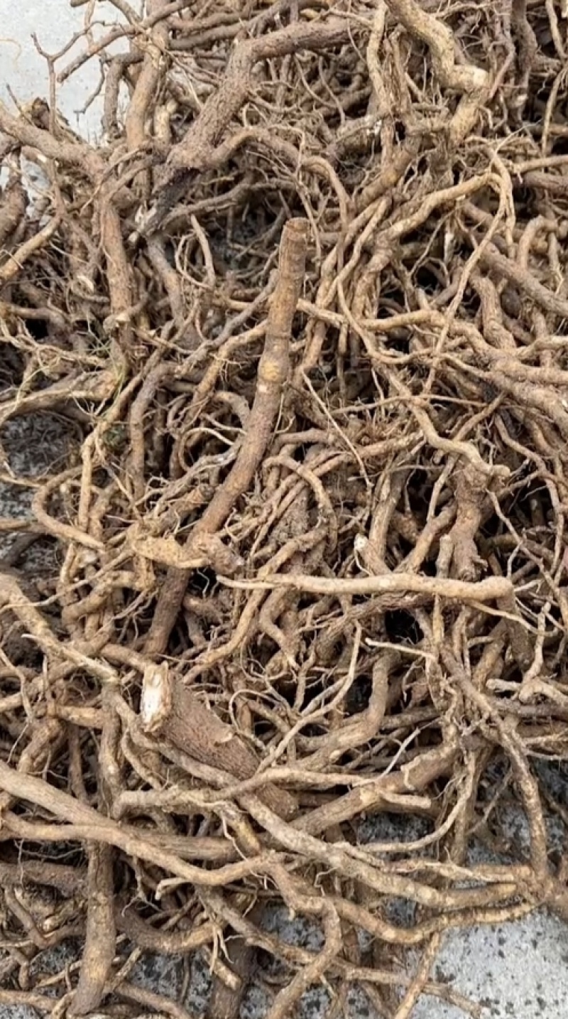 大通草根