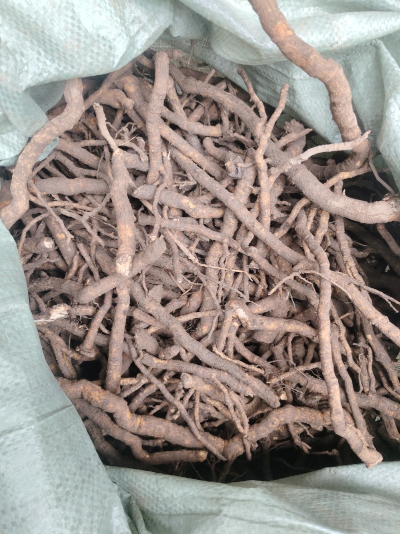 大通草根