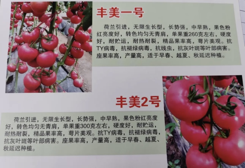 丰美二号西红柿苗番茄种子耐热西红柿种子抗病毒大果西红柿