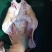 清真纯干无注水无调理牛腹肉