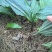 四川紫花大双叶毛慈姑