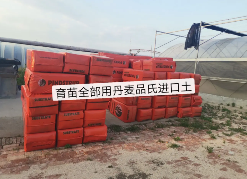 越冬抗病毒耐裂大果亮粉番茄苗大粉硬粉西红柿苗寿光苗场
