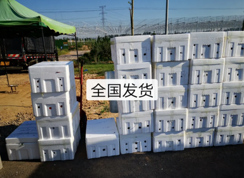 越冬抗病毒耐裂大果亮粉番茄苗大粉硬粉西红柿苗寿光苗场