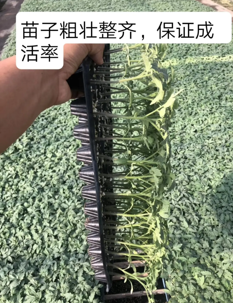 越冬抗病毒耐裂大果亮粉番茄苗大粉硬粉西红柿苗寿光苗场