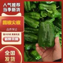 [太空椒][产地直发][圆椒][螺椒][尖椒]24小时！