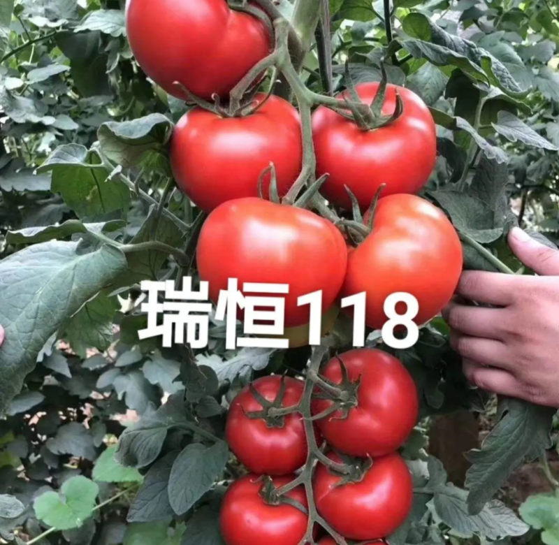 越冬抗病毒耐裂大果亮粉番茄苗大粉硬粉西红柿苗寿光苗场