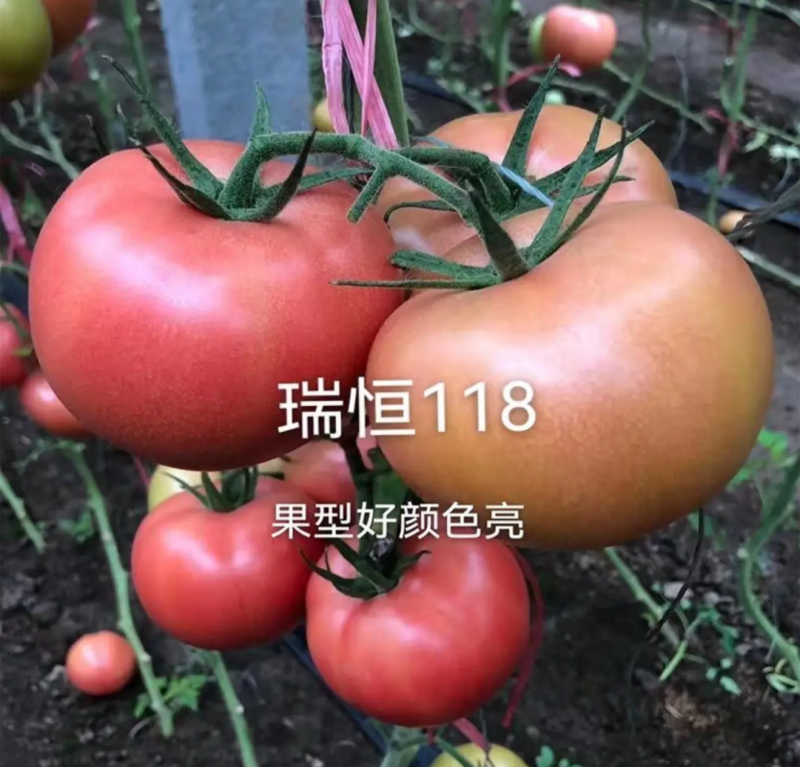 越冬抗病毒耐裂大果亮粉番茄苗大粉硬粉西红柿苗寿光苗场