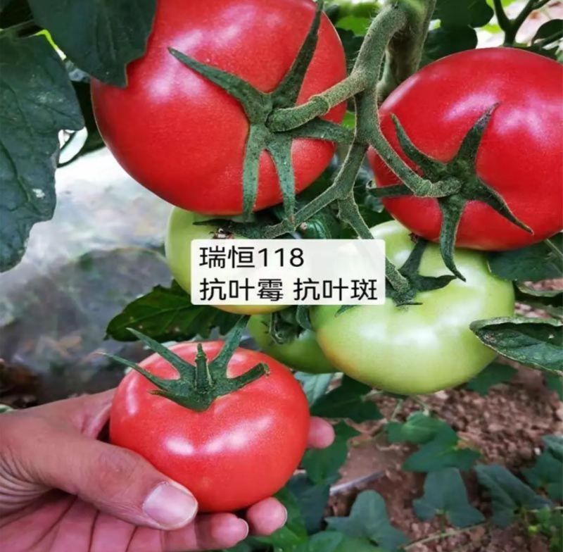 越冬抗病毒耐裂大果亮粉番茄苗大粉硬粉西红柿苗寿光苗场