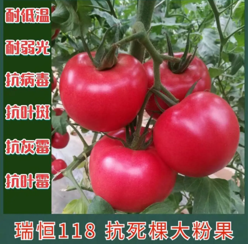 越冬抗病毒耐裂大果亮粉番茄苗大粉硬粉西红柿苗寿光苗场