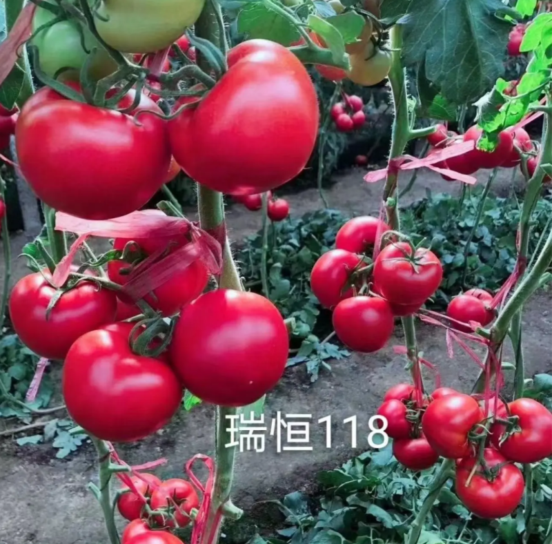 越冬抗病毒耐裂大果亮粉番茄苗大粉硬粉西红柿苗寿光苗场