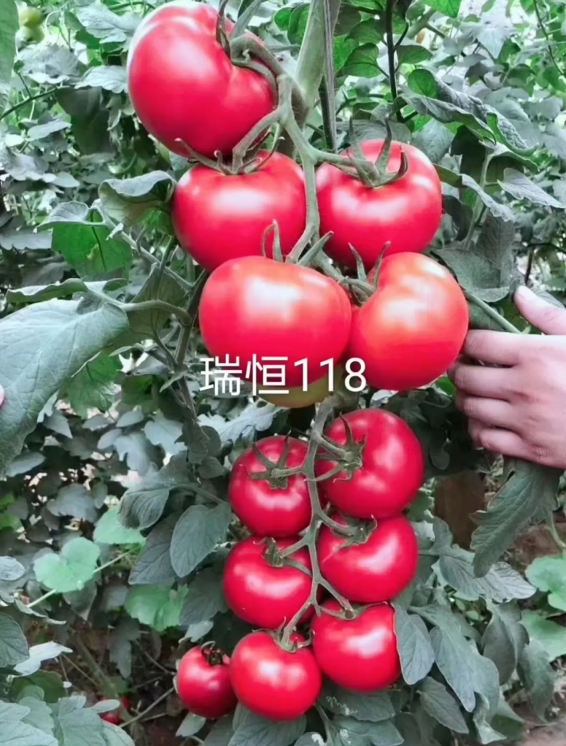 越冬抗病毒耐裂大果亮粉番茄苗大粉硬粉西红柿苗寿光苗场