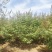 基地供应穗花牡荆高度2米2.5米木本薰衣草庭院绿化