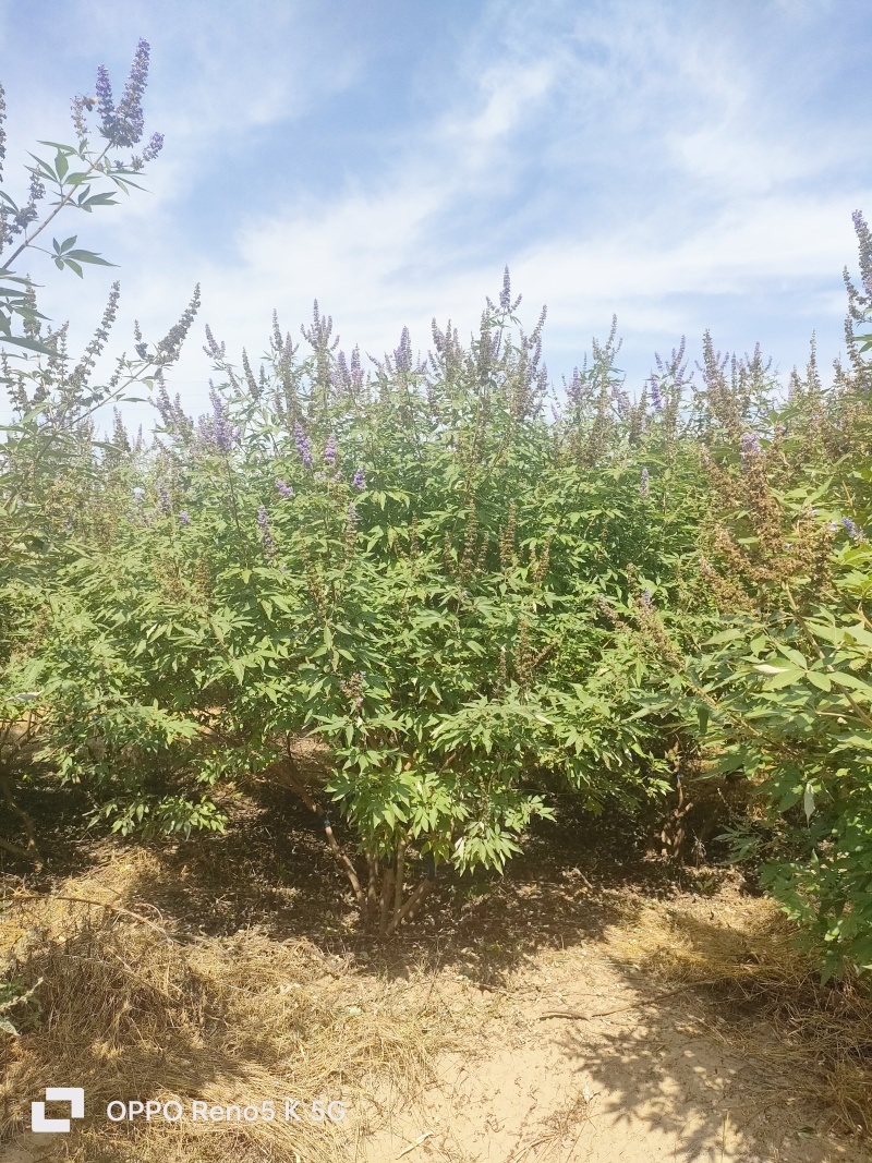 基地供应穗花牡荆高度2米2.5米木本薰衣草庭院绿化