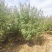 基地供应穗花牡荆高度2米2.5米木本薰衣草庭院绿化