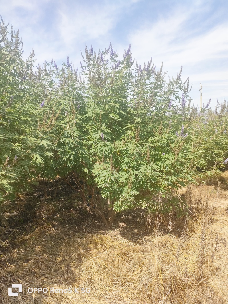 基地供应穗花牡荆高度2米2.5米木本薰衣草庭院绿化