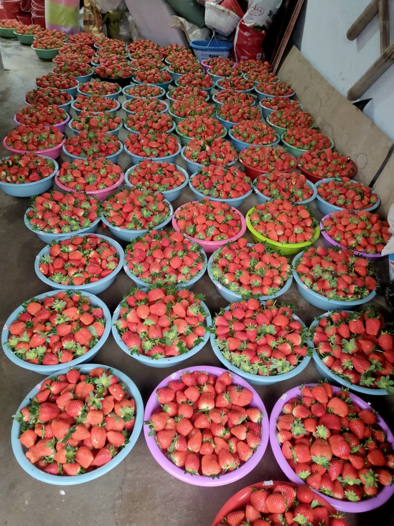 优质香野(隋珠)大量供货中